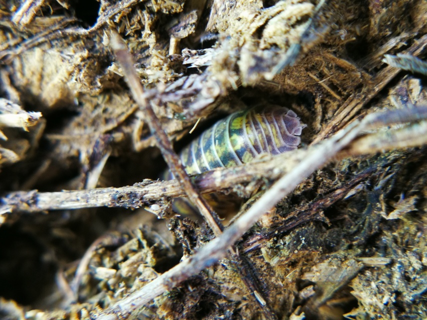 Armadillidium versicolor - változékony gömbászka