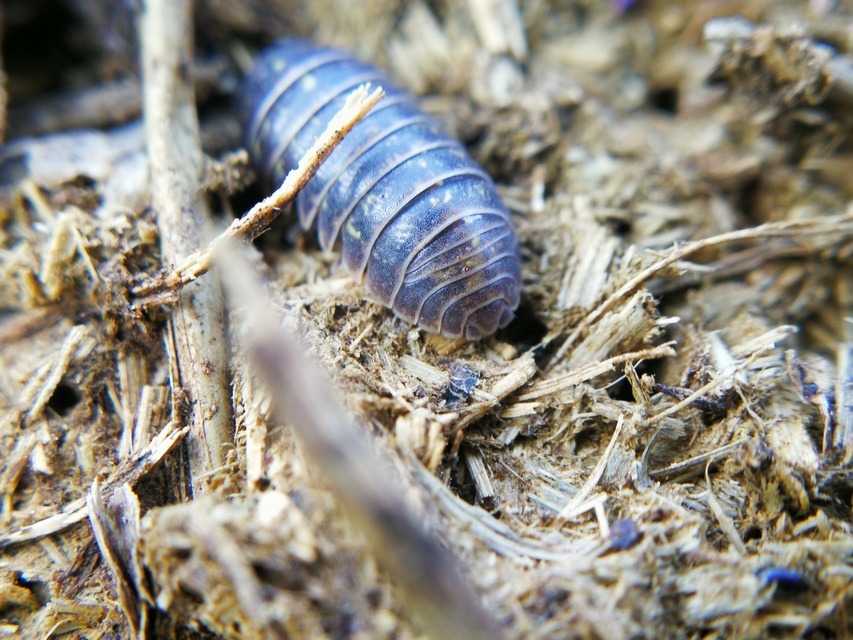 Armadillidium