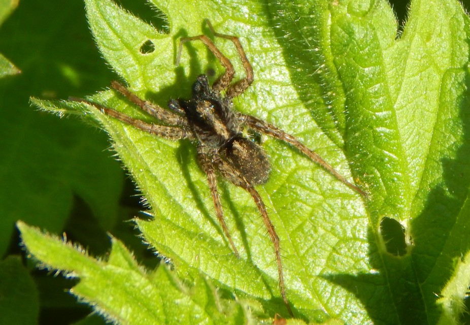 Pardosa