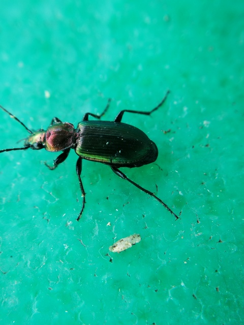 Agonum viridicupreum - rezeszöld kisfutó Agonum viridicupreum - rezeszöld kisfutó