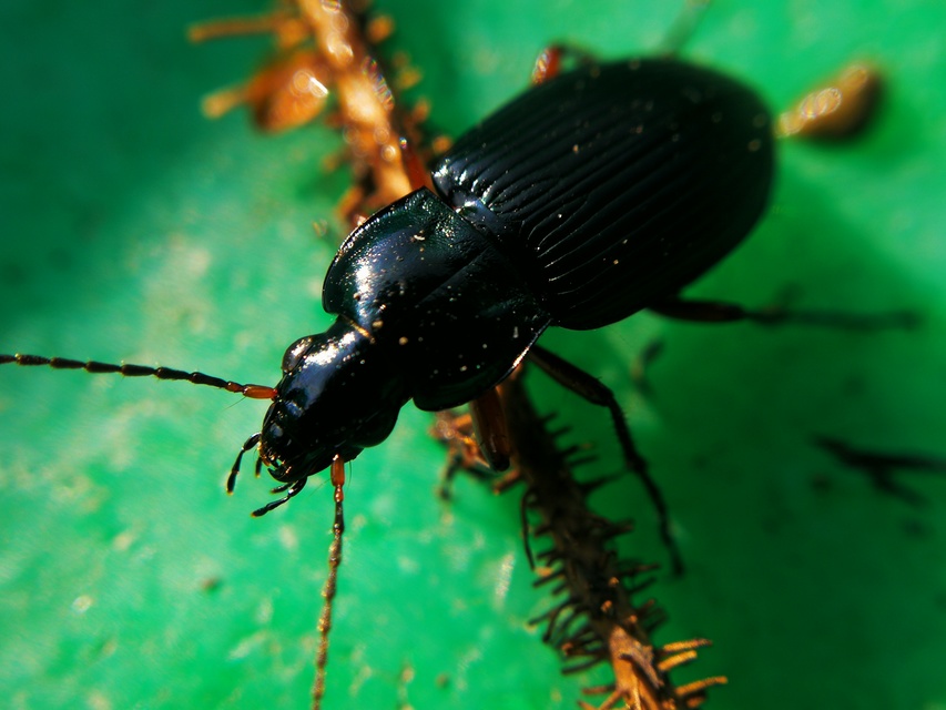 Poecilus cupreus - rezes gyászfutó