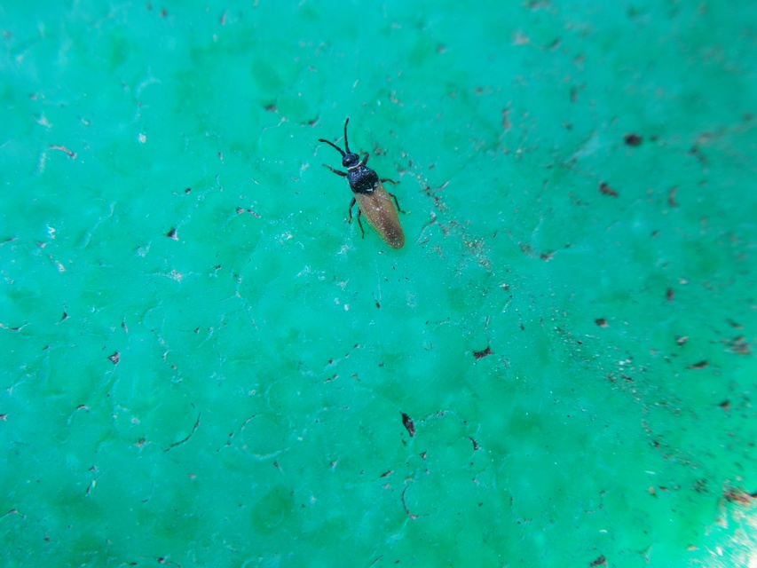 Catoplatus