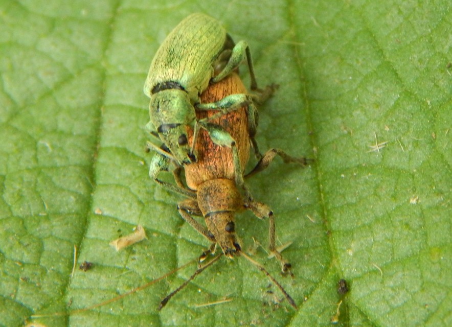 Phyllobius glaucus - éger-levélormányos Phyllobius glaucus - éger-levélormányos