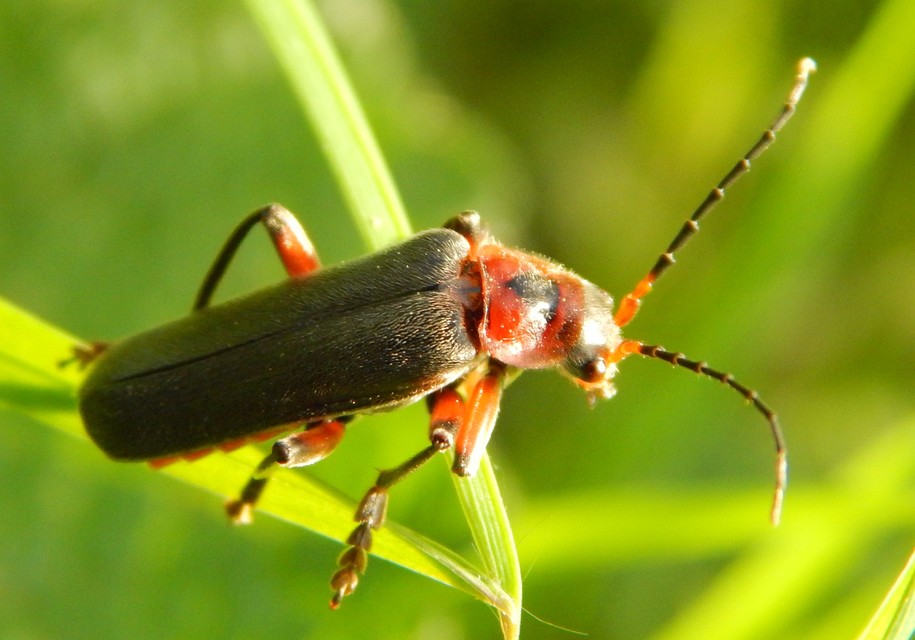 Cantharis rustica - suszterbogár