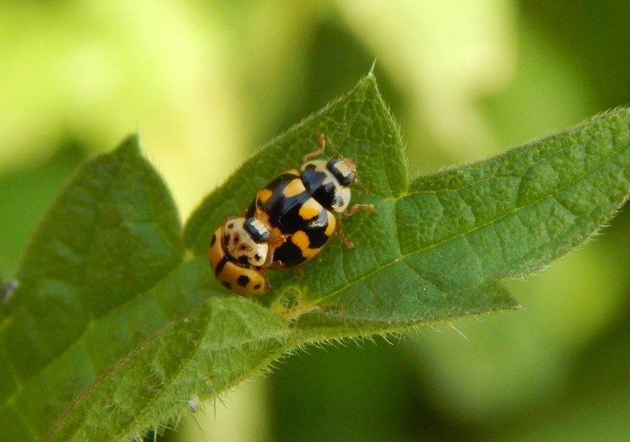 Propylea quatuordecimpunctata - tizennégypettyes füsskata