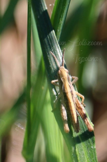 Chorthippus (Glyptobothrus) (subgenus)