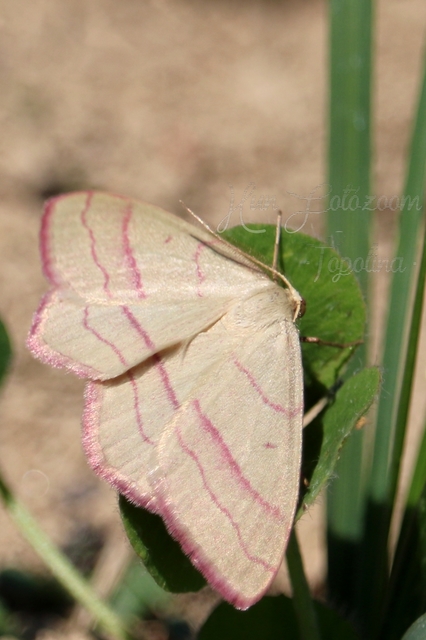Rhodostrophia vibicaria - pirosszélű araszoló