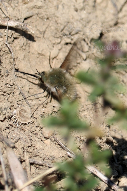 Bombylius cinerascens