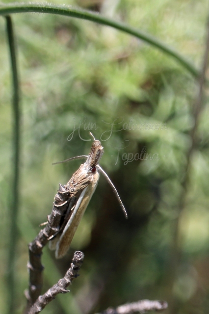 Pleurota