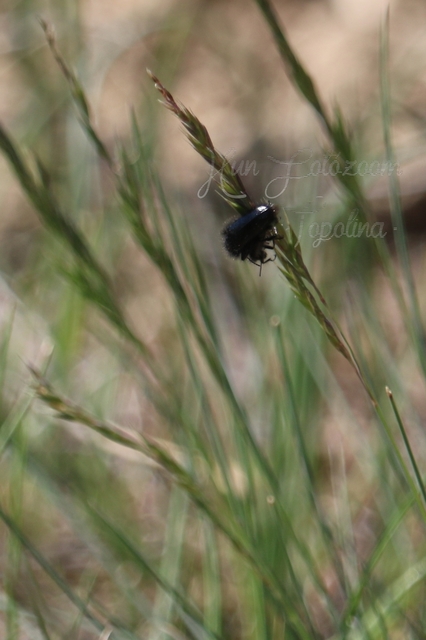 Enicopus pilosus - bundás karimásbogár