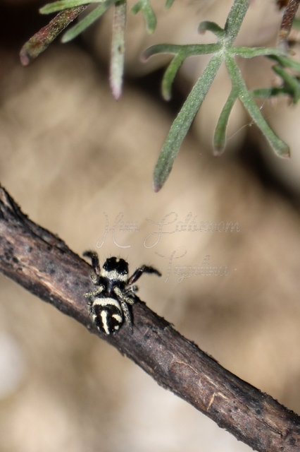 Pellenes nigrociliatus - csigás ugrópók