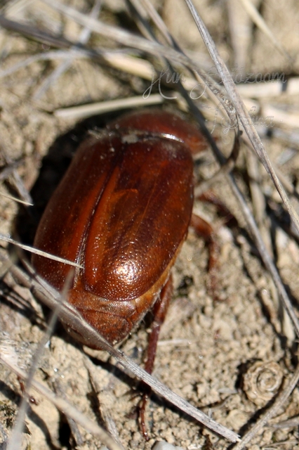 Holochelus aequinoctialis - tavaszeleji cserebogár