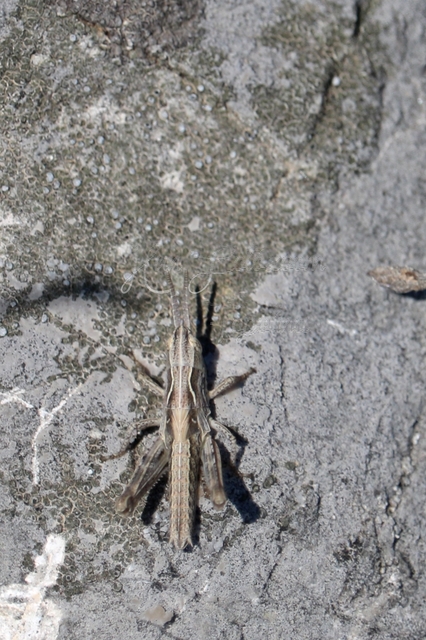 Chorthippus (Glyptobothrus) (subgenus)