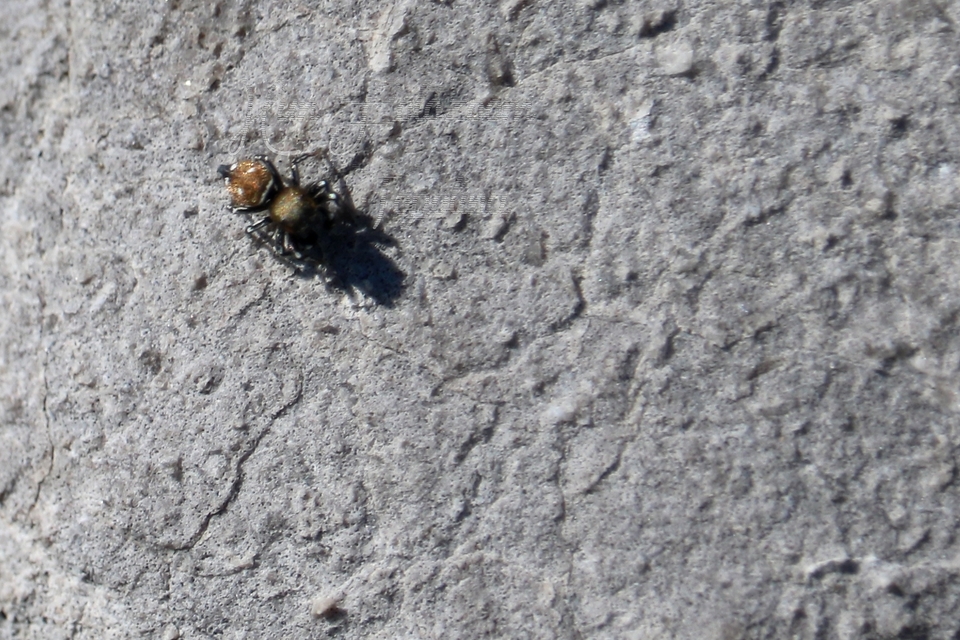Heliophanus