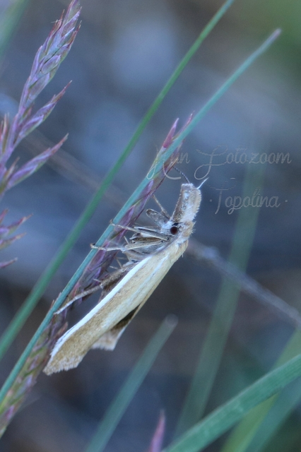 Pleurota