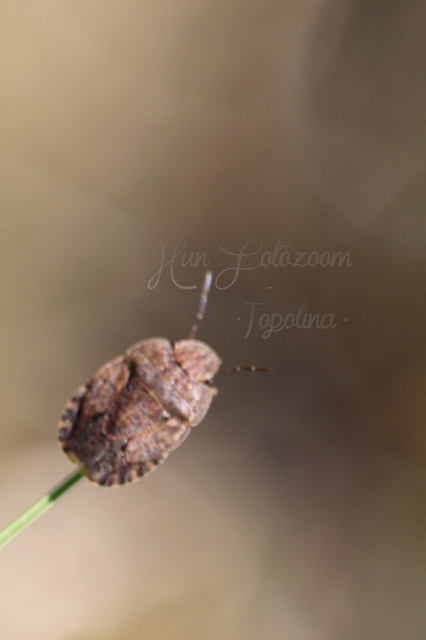 Sciocoris Sciocoris