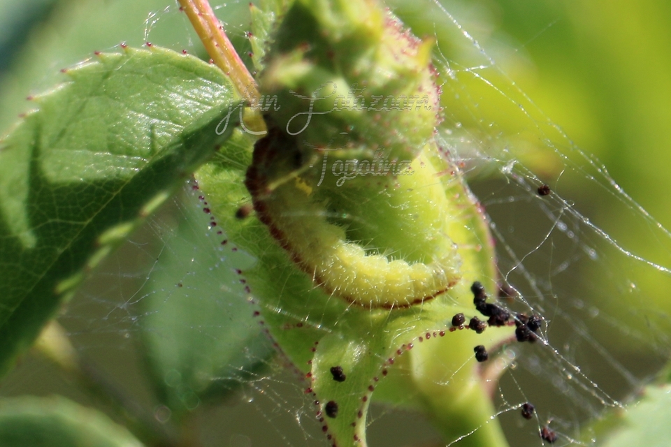 Cnaemidophorus rhododactyla - rózsabogyó-tollasmoly