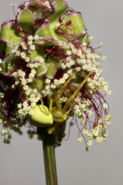 Misumena vatia - viráglakó karolópók