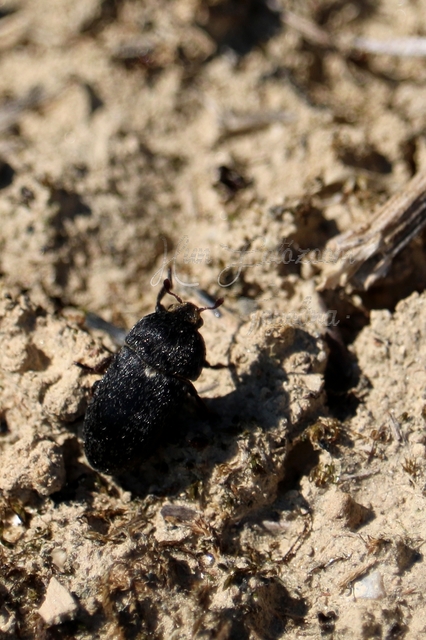 Dermestes laniarius - gyászos porva Dermestes laniarius - gyászos porva