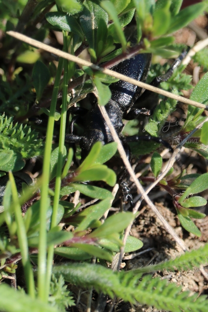 Dorcadion aethiops - fekete gyalogcincér