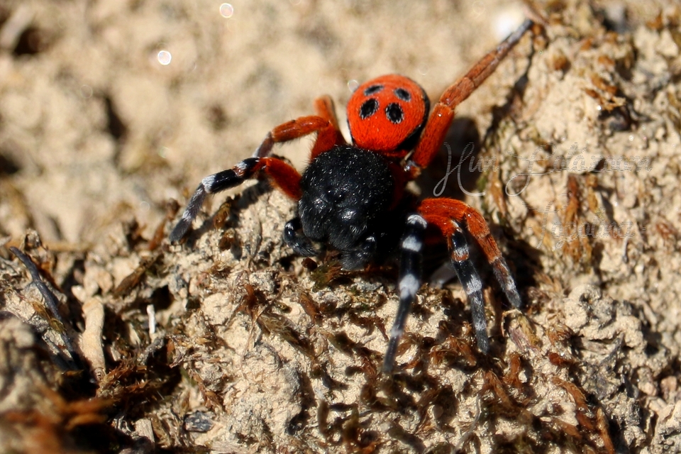 Eresus moravicus - sárgafejű bikapók Eresus moravicus - sárgafejű bikapók