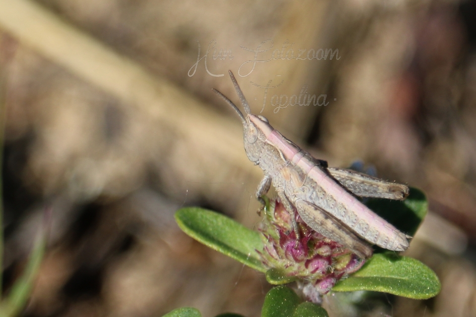 Chorthippus (Glyptobothrus) (subgenus)