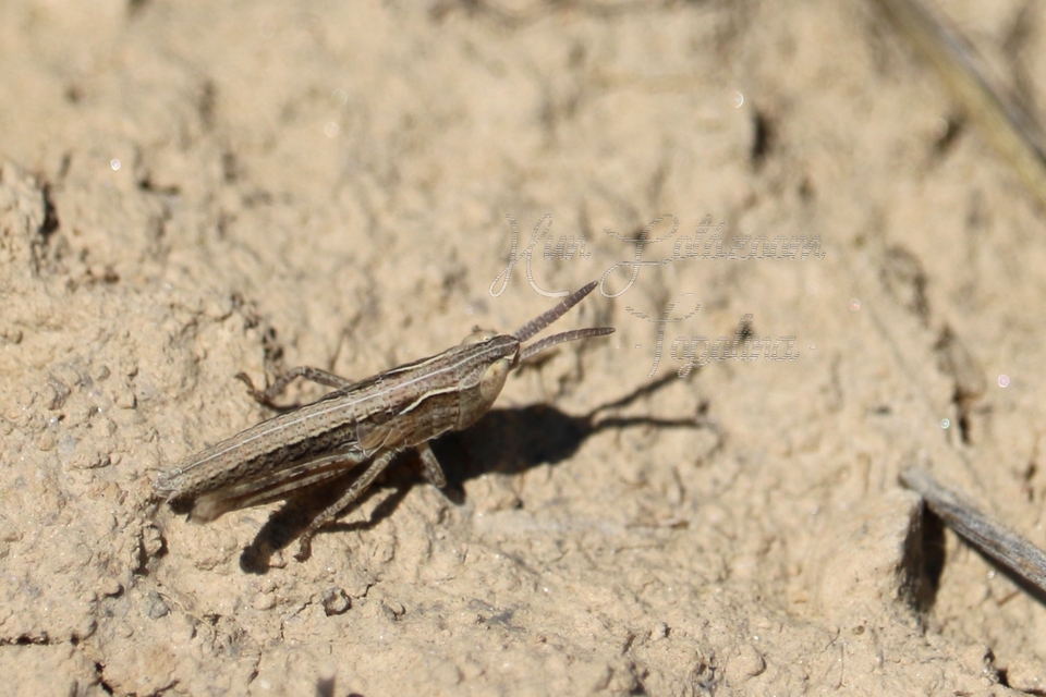 Chorthippus (Glyptobothrus) (subgenus)