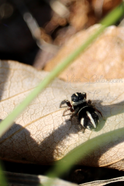 Pellenes nigrociliatus - csigás ugrópók
