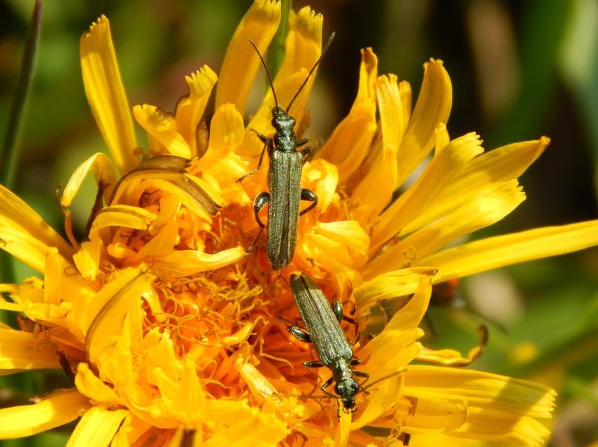 Oedemera virescens - zöldes álcincér