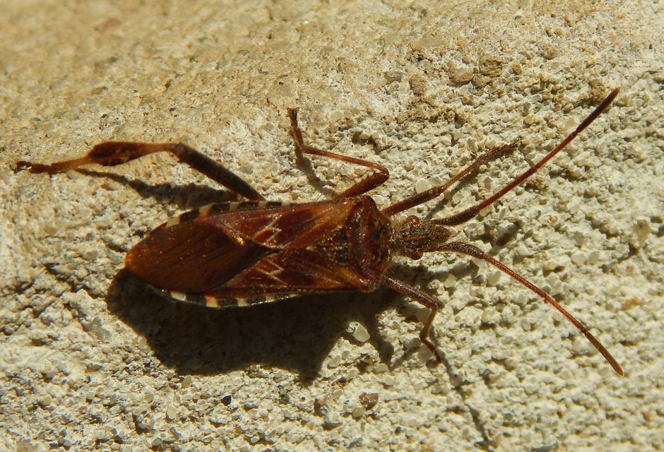Leptoglossus occidentalis - nyugati levéllábú poloska Leptoglossus occidentalis - nyugati levéllábú poloska