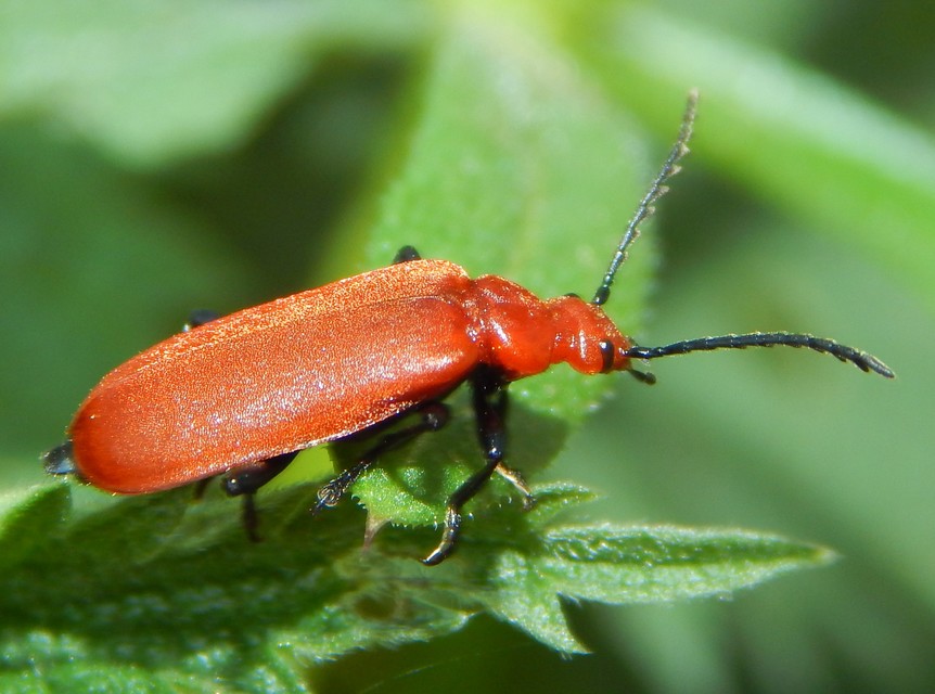 Pyrochroa serraticornis - közép-bíborbogár