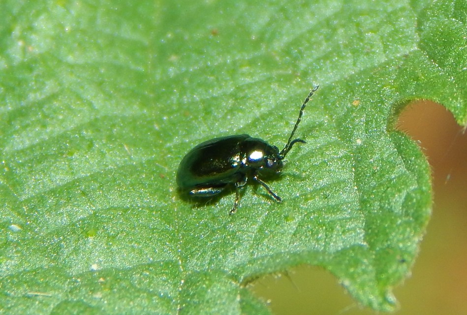 Alticinae