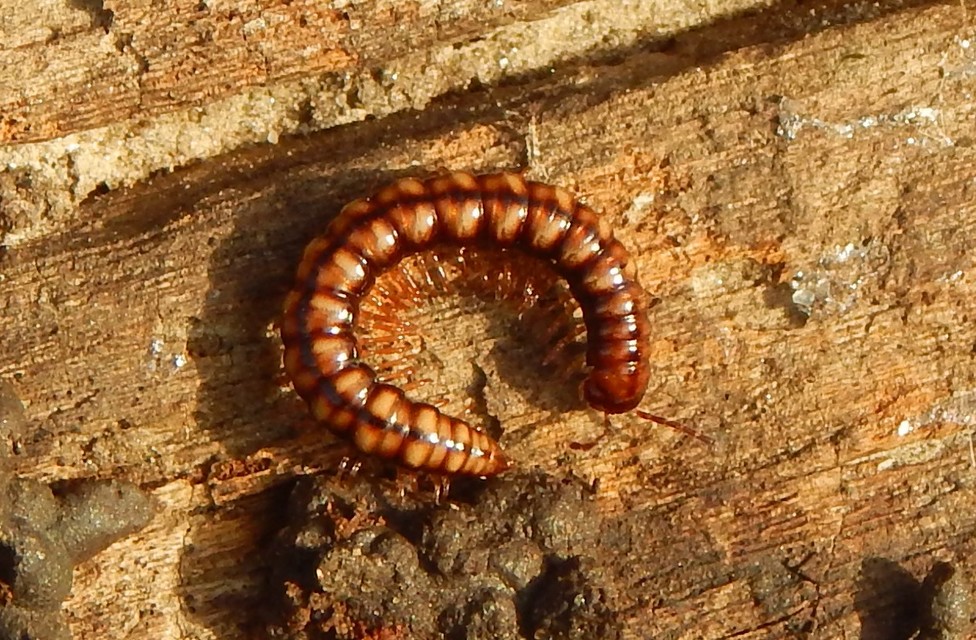 Diplopoda - Ikerszelvényesek