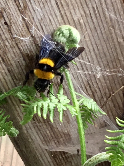 Bombus argillaceus - délvidéki poszméh