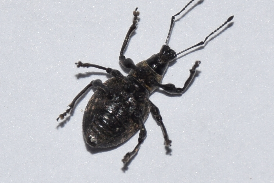 Otiorhynchus multipunctatus - sokpontos gyalogormányos