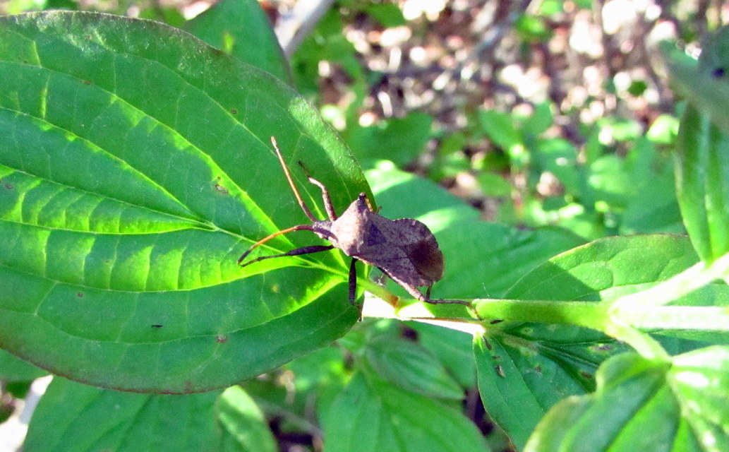 Coreus marginatus - közönséges karimáspoloska