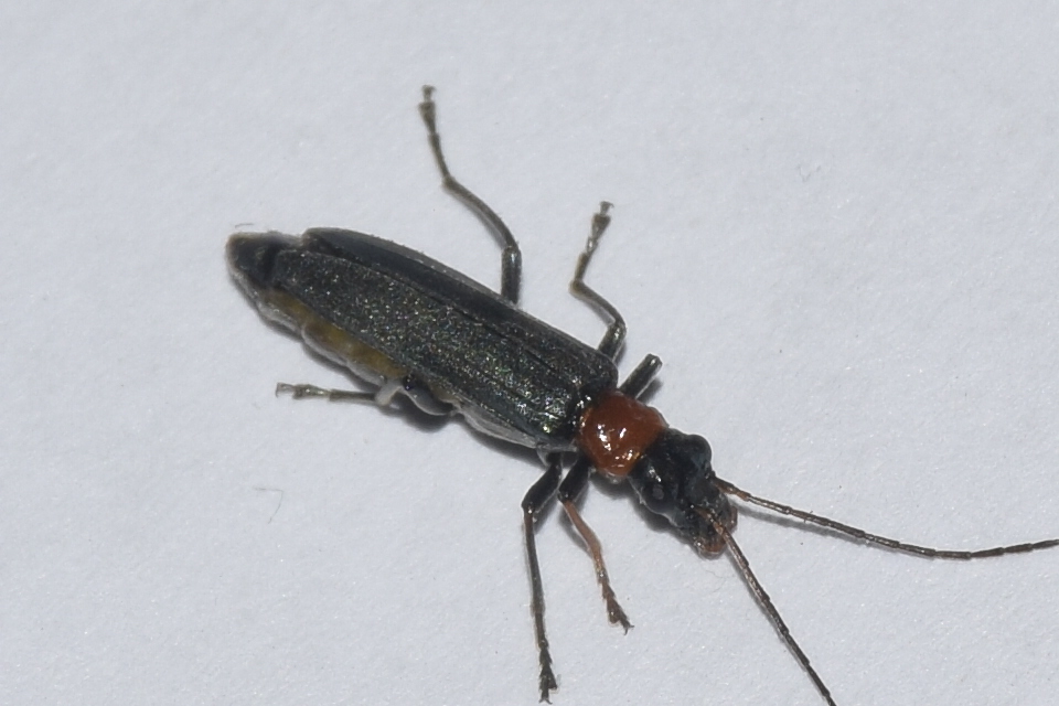 Oedemera croceicollis - pirostorú álcincér