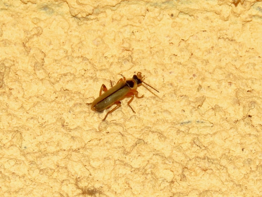 Metacantharis clypeata - tavaszi lágybogár