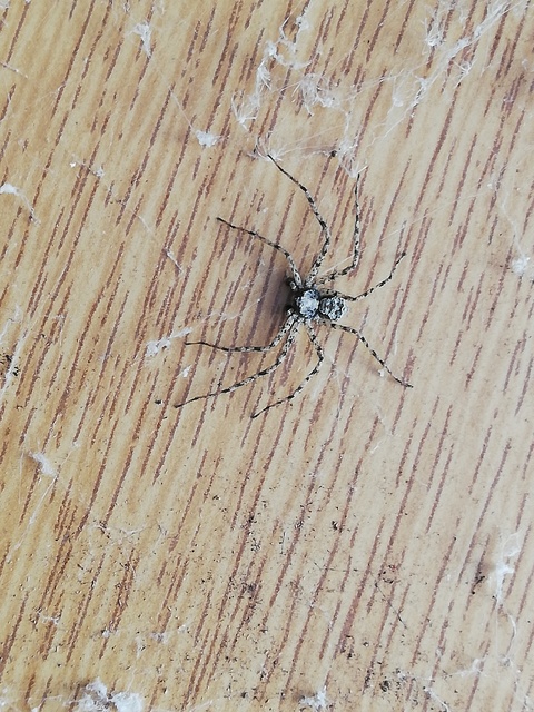 Philodromus margaritatus - bükkfa-fürgekarolópók