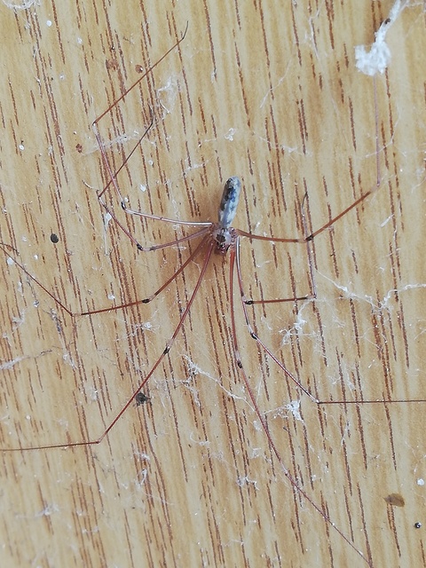 Pholcus phalangioides - nagy álkaszáspók
