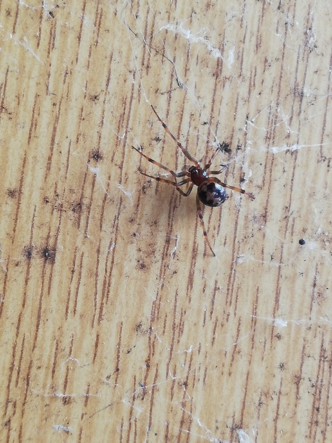 Steatoda triangulosa - háromszöges faggyúpók