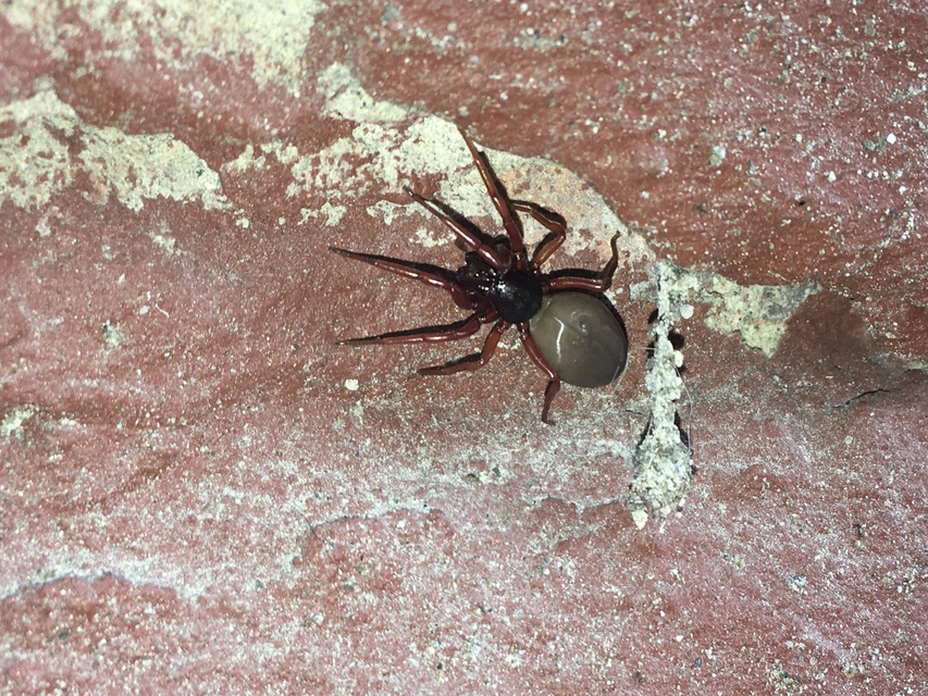 Dysderidae - fojtópókok