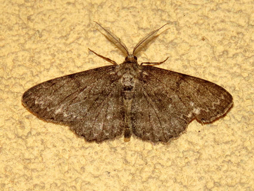 Hypomecis punctinalis - pettyes faaraszoló