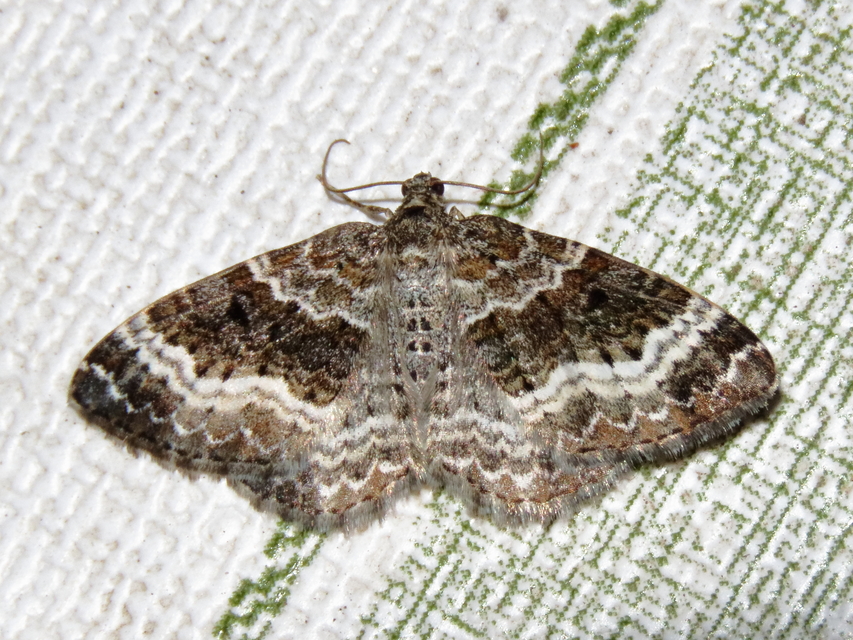 Epirrhoe alternata - galaj-tarkaaraszoló