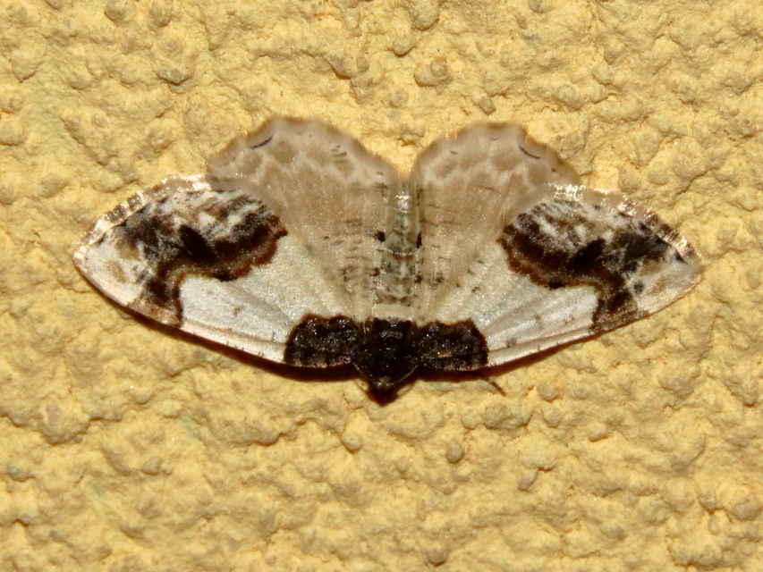 Ligdia adustata - barna levélaraszoló