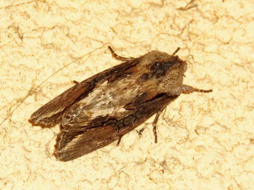 Egira conspicillaris - változékony szürkebagoly