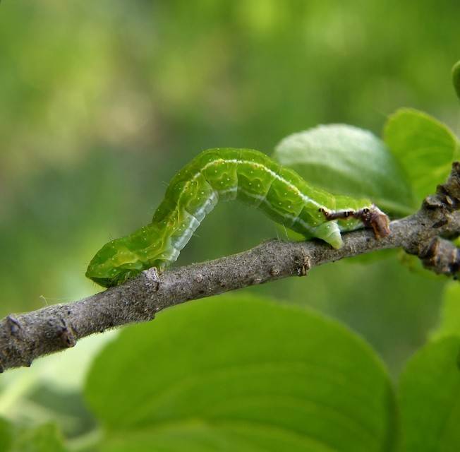 Philereme transversata - varjútövis-araszoló