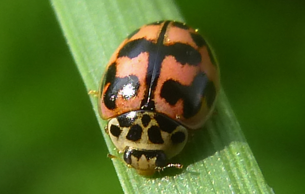 Oenopia conglobata - rózsás katica