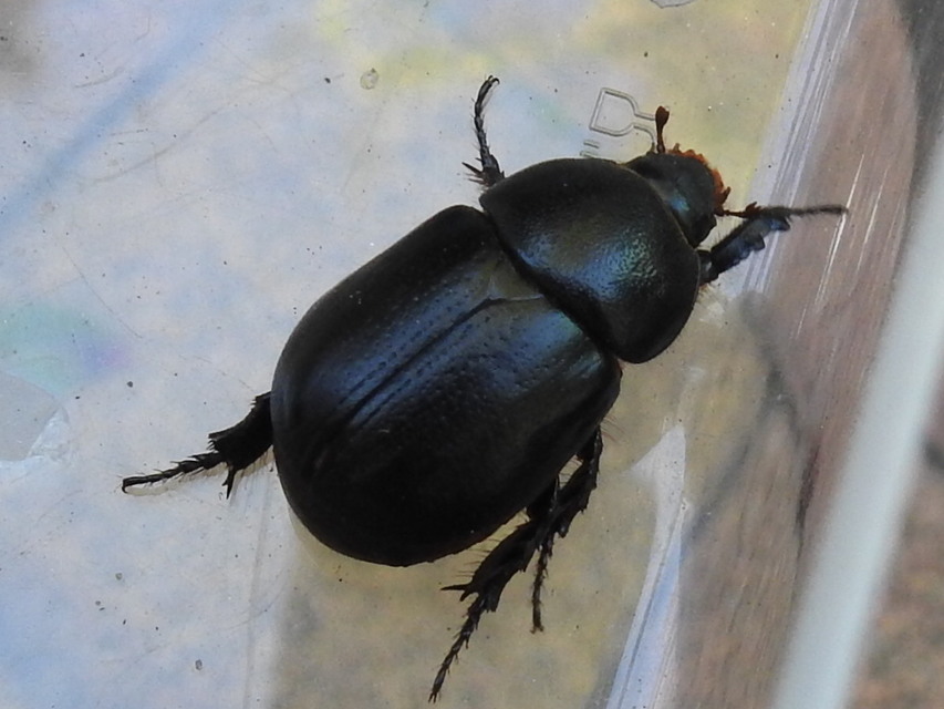 Pentodon idiota - butabogár