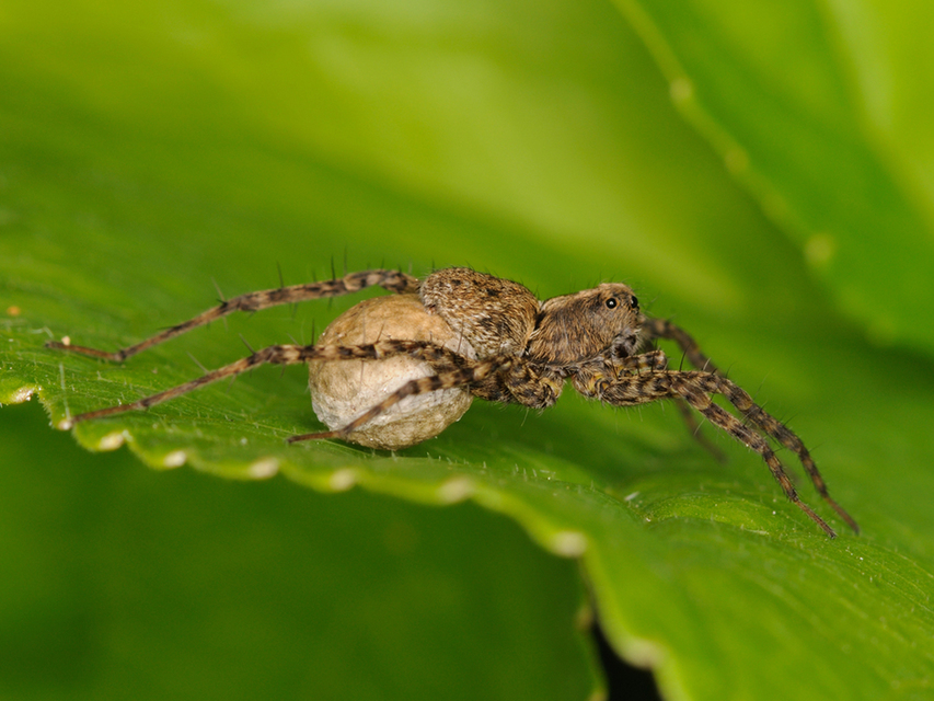 Pardosa